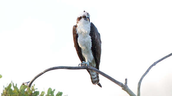 Osprey (Pandion haliaetus)