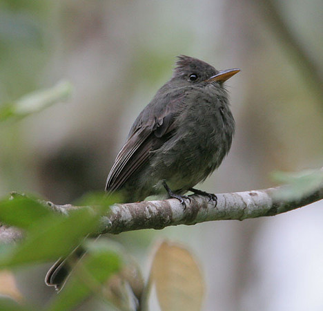 Dark Pewee (Contopus lugubris)