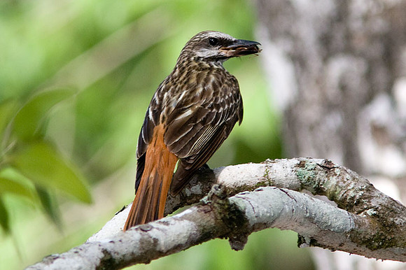 Sulphur-bellied Flycatcher (Myiodynastes luteiventris)