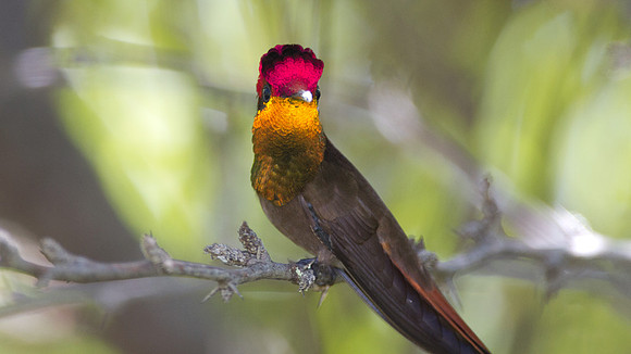 Ruby-topaz Hummingbird (Chrysolampis mosquitus) male