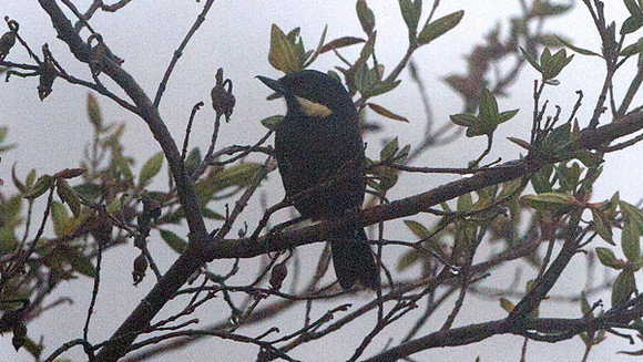 Moustached Flowerpiercer (Diglossa mystacalis)
