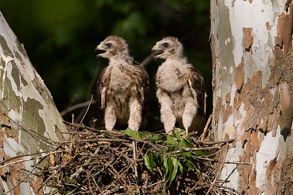 Red-shouldered Hawk (Buteo lineatus) juvenile