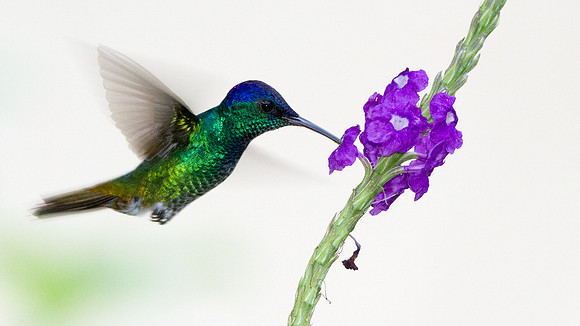 Golden-tailed Sapphire (Chrysuronia oenone)