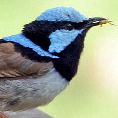 Superb Fairywren (Malurus cyaneus) also known as Superb Blue-wren, Blue Wren