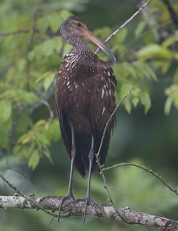 Limpkin (Aramus guarauna)