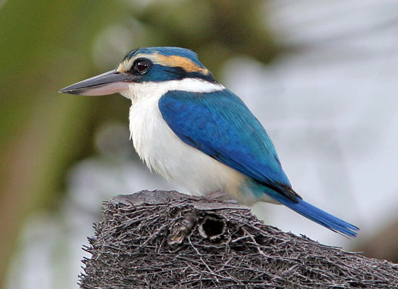 Collared Kingfisher (Todiramphus chloris)