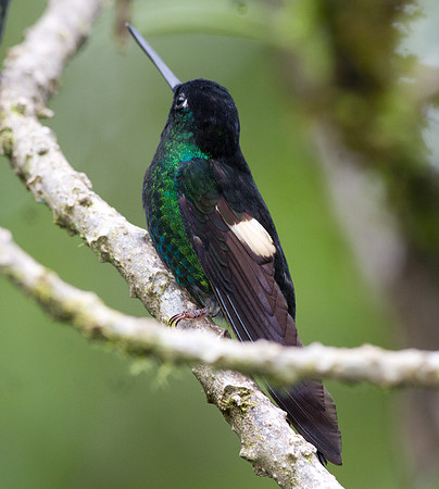 Buff-Winged Starfrontlet (Coeligena lutetiae)