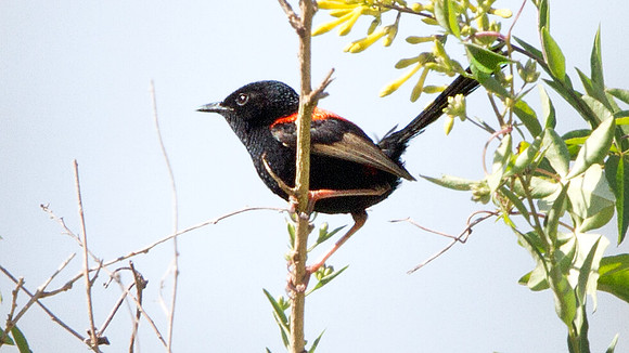 Red-backed fairywren (Malurus melanocephalus)