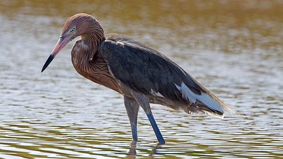 Reddish Egret (Egretta rufescens)