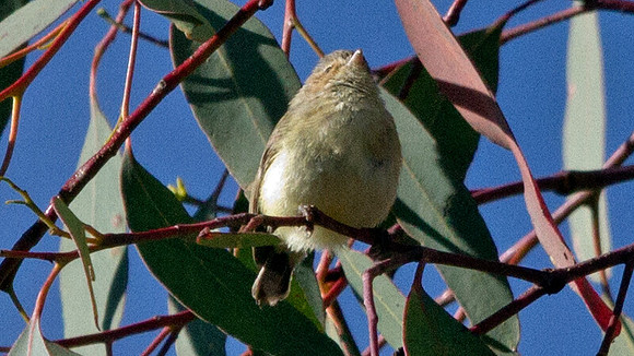 Weebill (Smicrornis brevirostris)