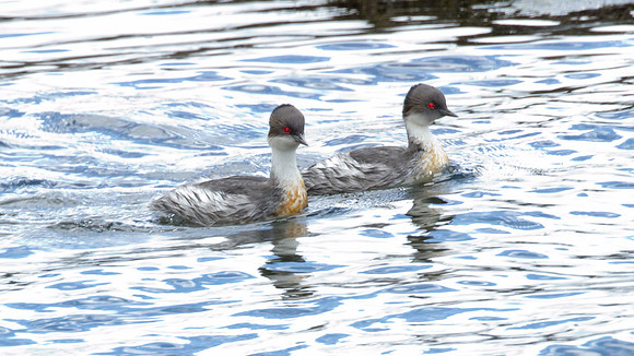 Silvery Grebe (Podiceps occipitalis)