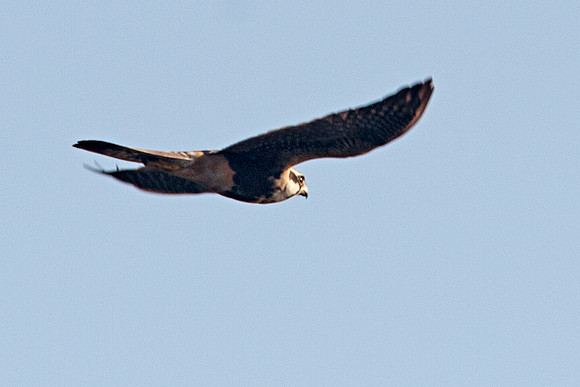 Aplomado Falcon (Falco femoralis)