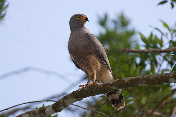 Roadside Hawk (Buteo magnirostris)