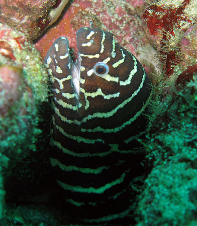 IMG_2241-zebraeel