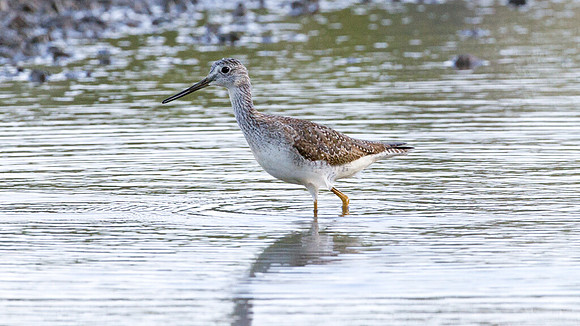 Greater Yellowlegs (Tringa melanoleuca)
