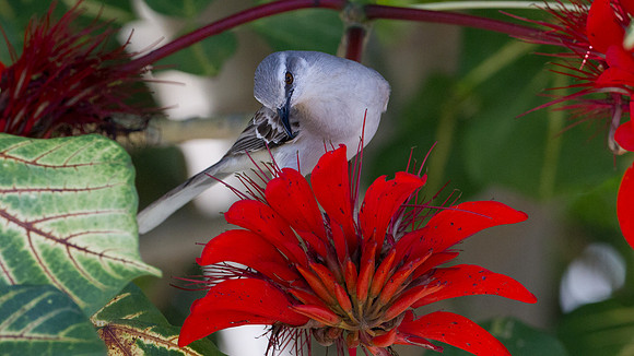Tropical Mockingbird (Mimus gilvus)