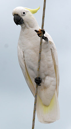 Sulphur-crested Cockatoo (Cacatua galerita)