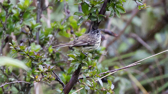 Tufted Tit-Tyrant (Anairetes parulus)