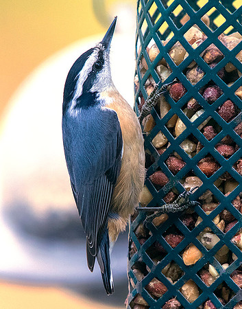 Red-breasted nuthatch (Sitta canadensis)
