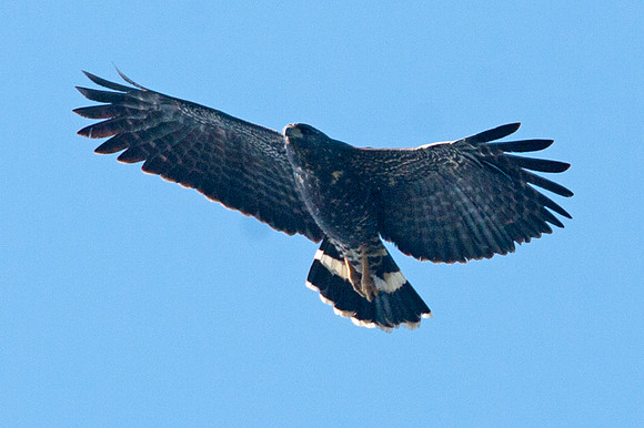 Great Black Hawk (Buteogallus urubitinga)