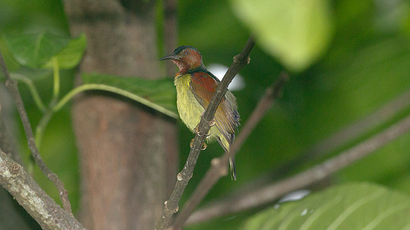 Red-throated Sunbird (Anthreptes rhodolaema)? male