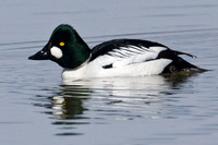 Common Goldeneye (Bucephala clangula)