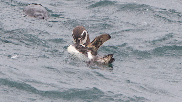Humboldt Penguin (Spheniscus humboldti)