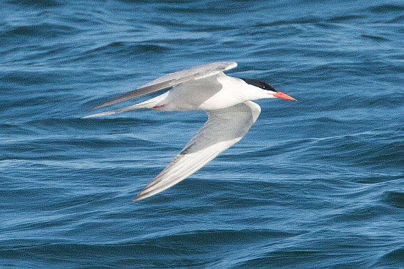 Caspian Tern (Hydroprogne caspia)