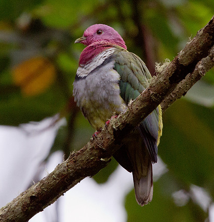 Pink-headed fruit dove (Ptilinopus porphyreus)