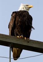 Bald Eagle (Haliaeetus leucocephalus)