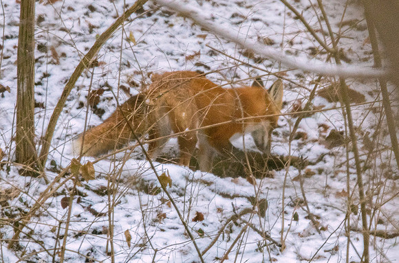 Red fox (Vulpes vulpes)