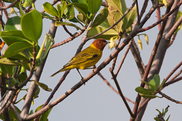 Mangrove Warbler (Dendroica petechia)