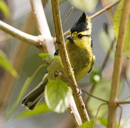 Yellow-cheeked tit (Parus spilonotus) Female