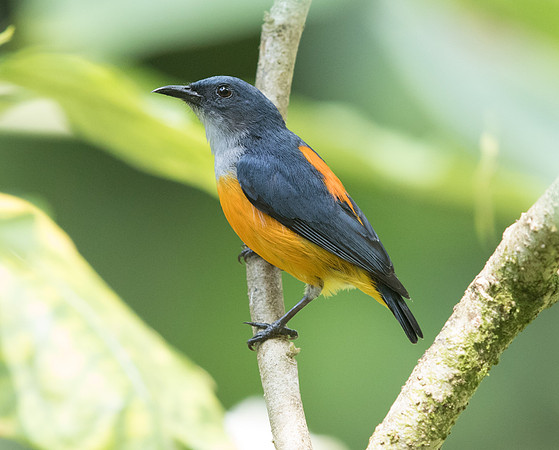 Orange-bellied flowerpecker (Dicaeum trigonostigma) Male