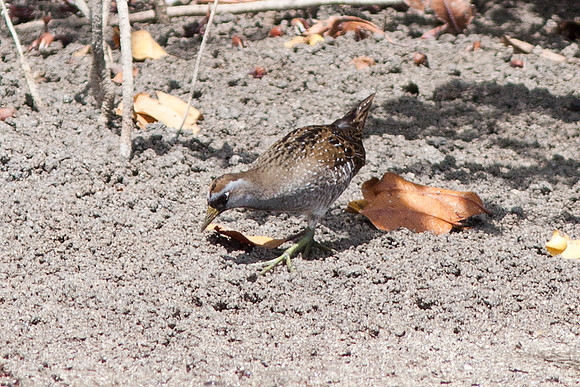 Sora (Porzana carolina)