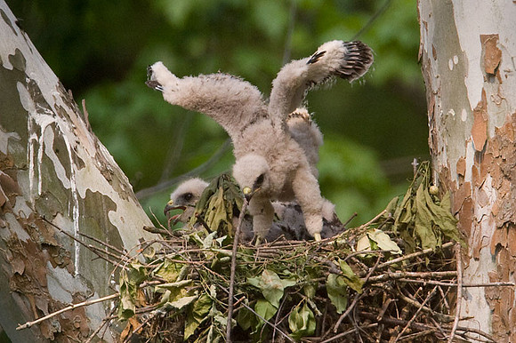 Red-shouldered Hawk (Buteo lineatus) juvenile