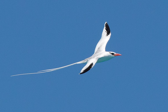 Red-billed Tropicbird (Phaethon aethereus)