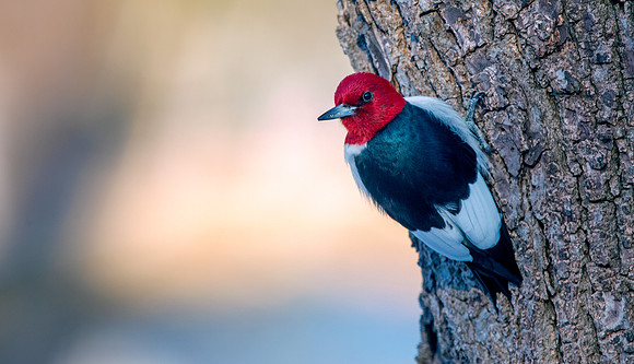 Red-headed woodpecker (Melanerpes erythrocephalus)