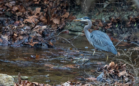 Great blue heron (Ardea herodias)