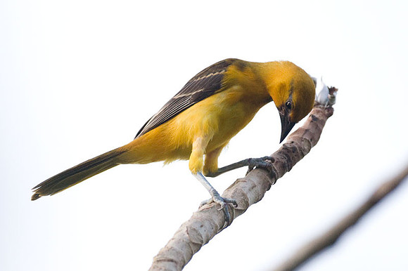 Hooded Oriole (Icterus cucullatus) female