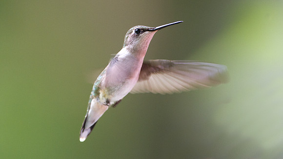 Ruby-throated Hummingbird (Archilochus colubris) female