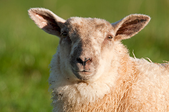 Sheep