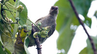 Red-eyed Bulbul (Pycnonotus brunneus)