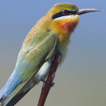 Blue-tailed Bee-eater (Merops philippinus)
