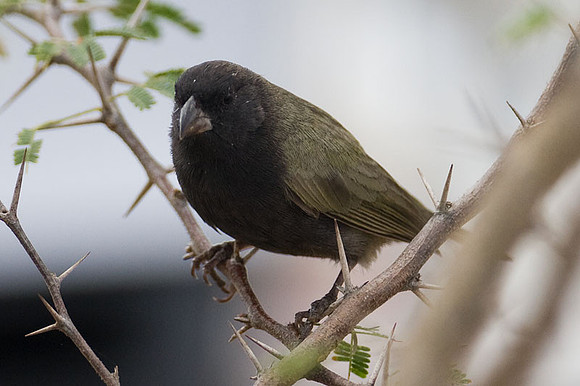 Black-faced Grassquit (Tiaris bicolor)