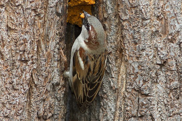 House Sparrow (Passer domesticus) Male