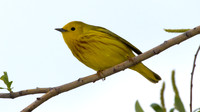 Yellow Warbler (Dendroica petechia)