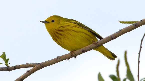 Yellow Warbler (Dendroica petechia)