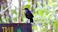 Bornean Whistling Thrush (Myophonus borneensis)