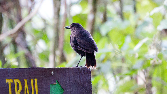 Bornean Whistling Thrush (Myophonus borneensis)